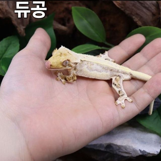 익스트림할리퀸 화이트스팟 드리피