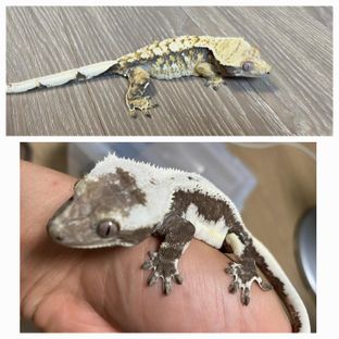 화무십일홍님 부모개체