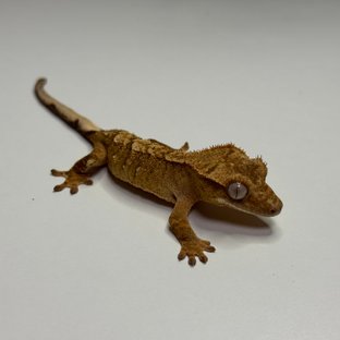 옐로우 타이거