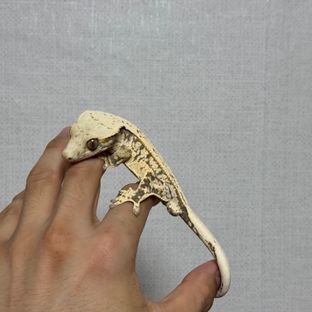 풀핀 쿼드