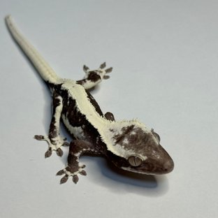 릴잔틱