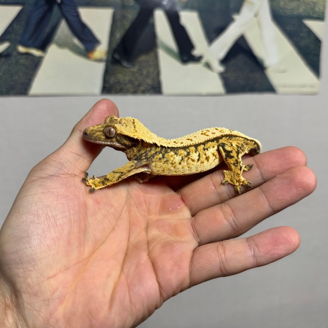 트라이 익스트림할리퀸