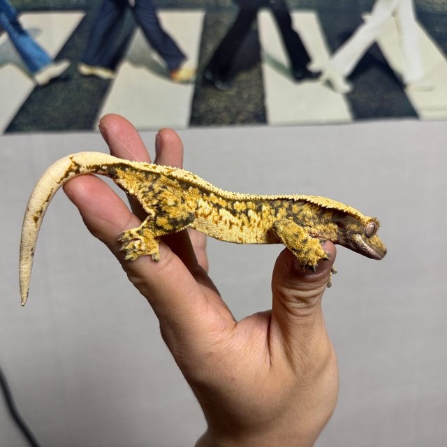 트라이 익스트림할리퀸