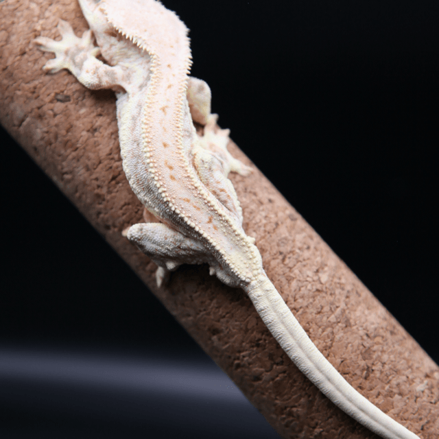 릴리화이트 풀핀