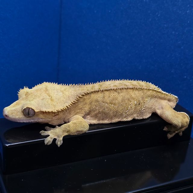 옐로우 팬텀