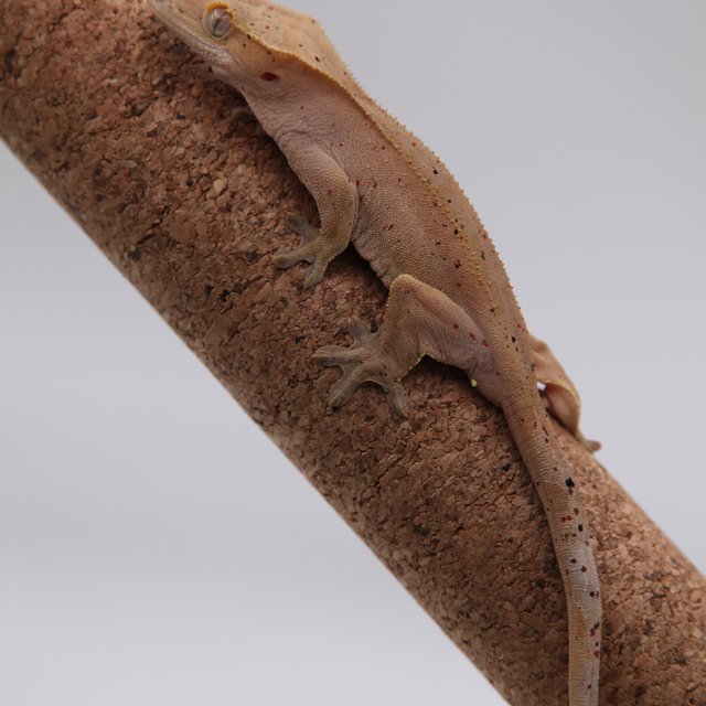 슈퍼달마시안 레드