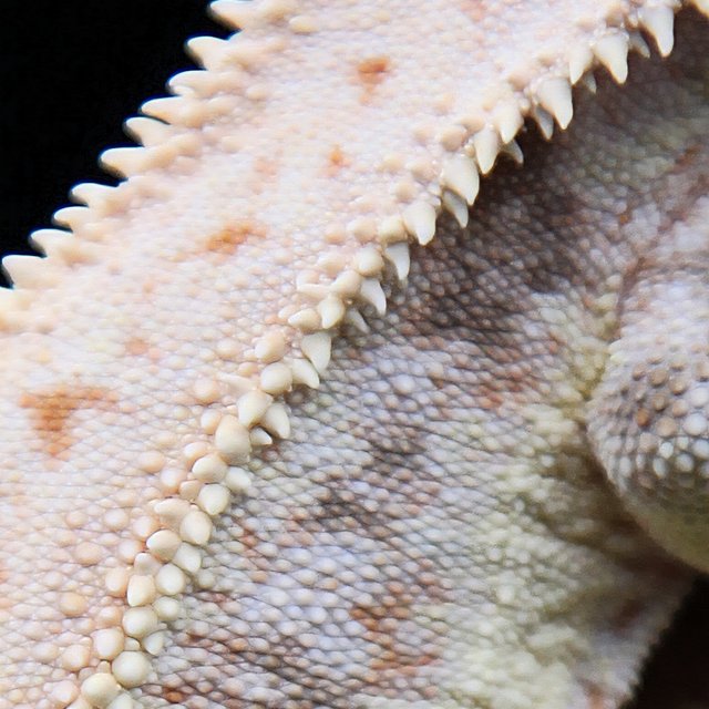 릴리화이트 풀핀