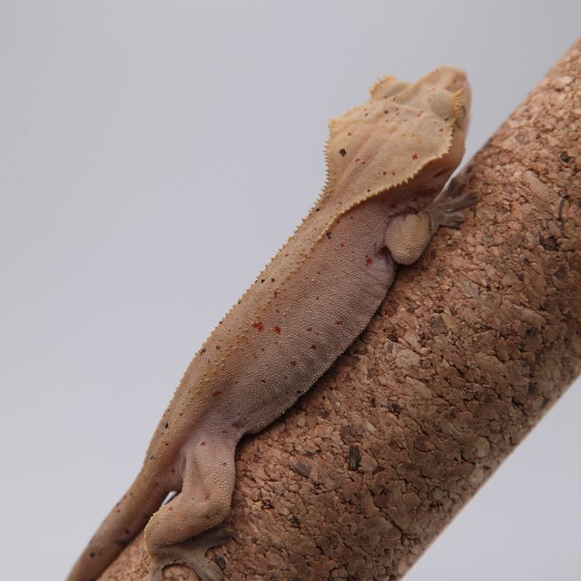 슈퍼달마시안 레드