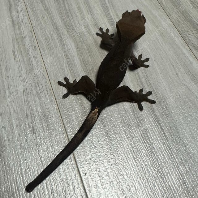 챠콜 다크 블랙