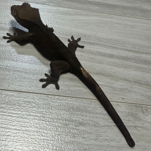 챠콜 다크 블랙