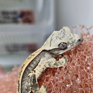 노멀 쿼드 풀핀 화이트핀