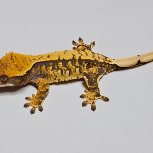 노멀 트라이 할리퀸 텐저린