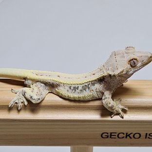 릴리화이트 화이트핀