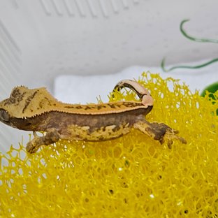 노멀 쿼드 풀핀 화이트핀