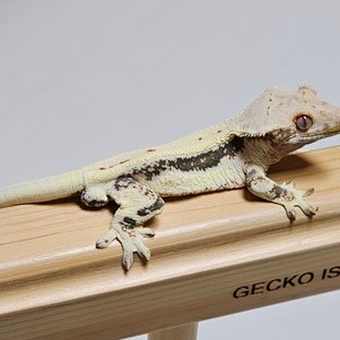 릴리화이트 화이트핀 화이트