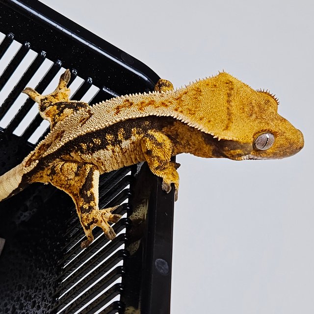 노멀 쿼드 풀핀