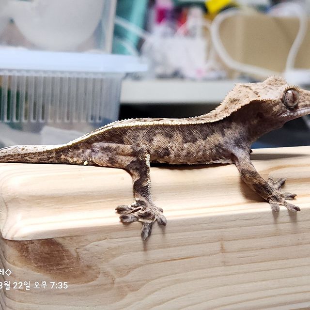 카푸치노 다크 풀핀 트라이