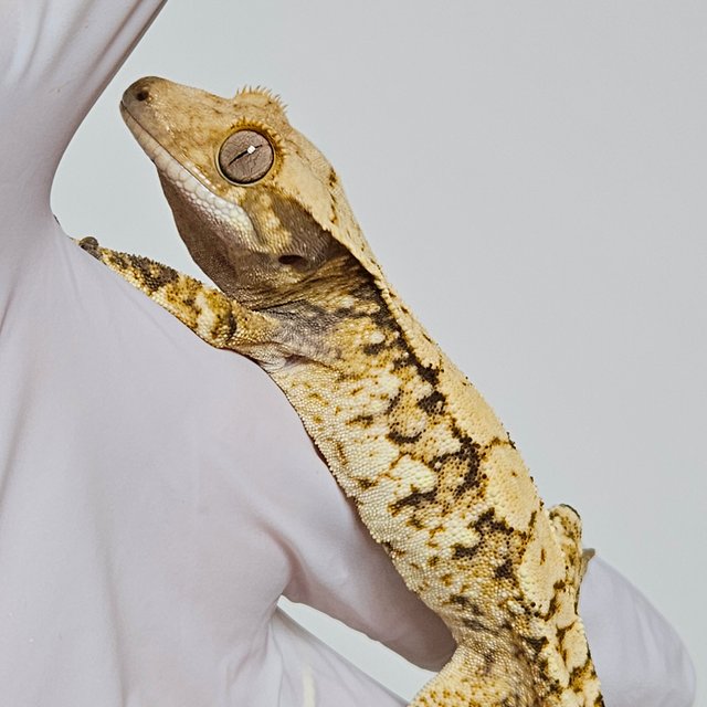 트라이 드리피 화이트스팟 옐로우 텐저린