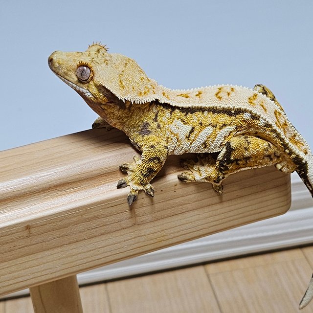 노멀 트라이 풀핀 옐로우 텐저린 화이트