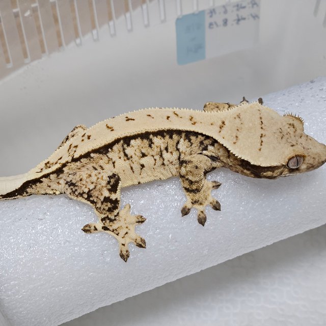 노멀 트라이 익스트림할리퀸 드리피 옐로우