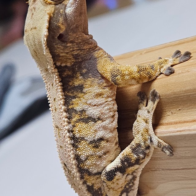 노멀 트라이 화이트스팟