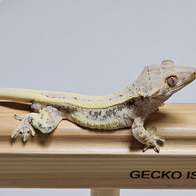 릴리화이트 화이트핀