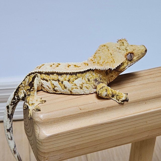 노멀 트라이 풀핀 옐로우 텐저린 화이트