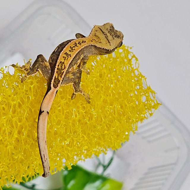 노멀 쿼드 풀핀 화이트핀