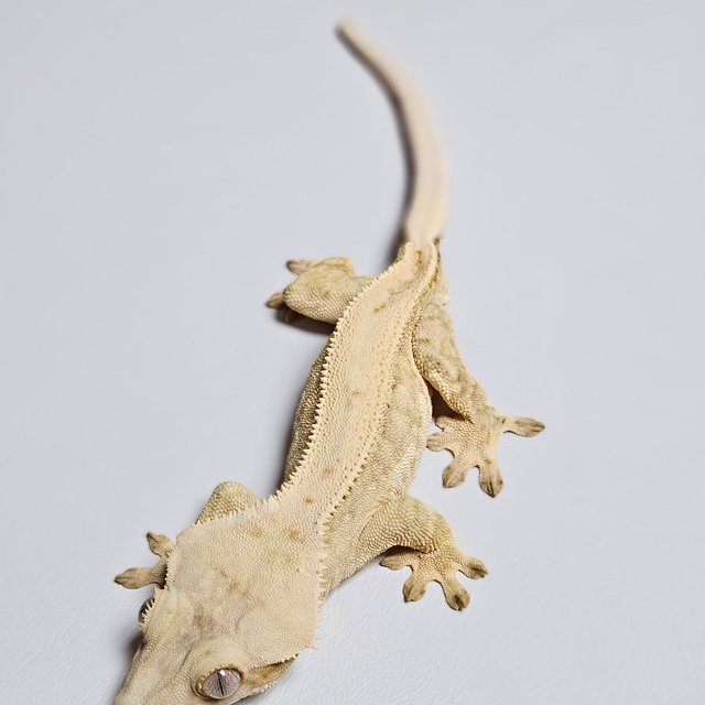 노멀 옐로우 크림시클 드리피