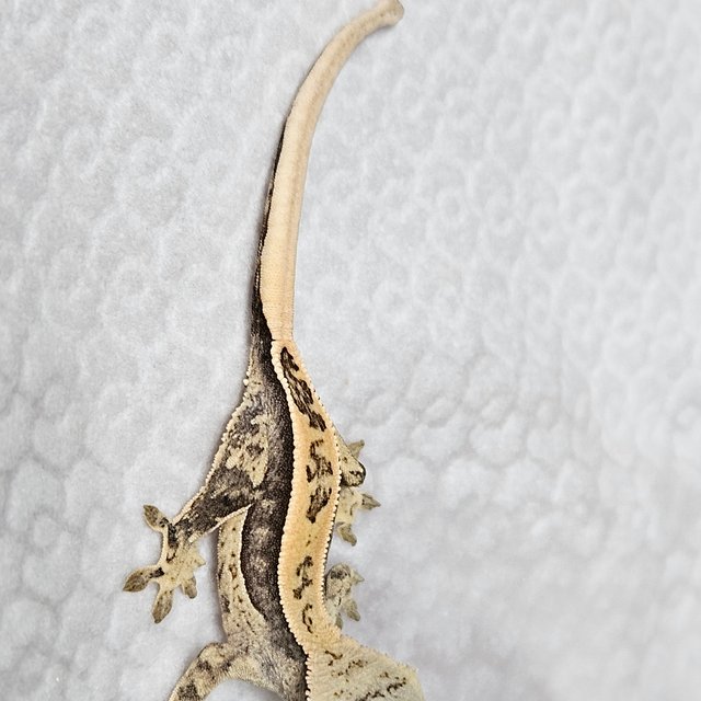 노멀 쿼드 풀핀 화이트핀