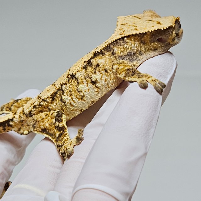 트라이 드리피 화이트스팟 옐로우 텐저린