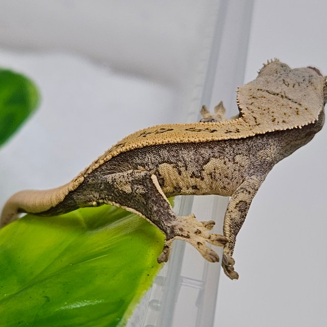 노멀 쿼드 화이트핀 풀핀