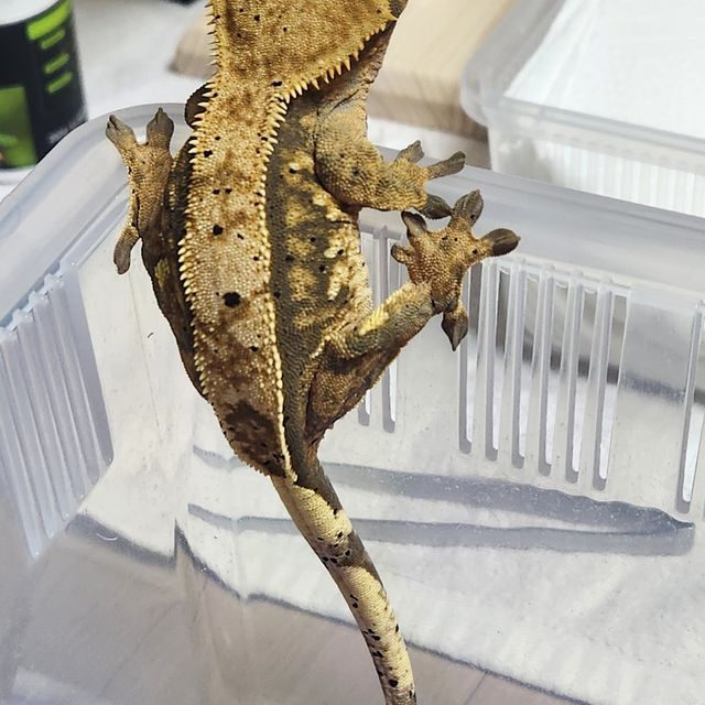 트라이 달마시안