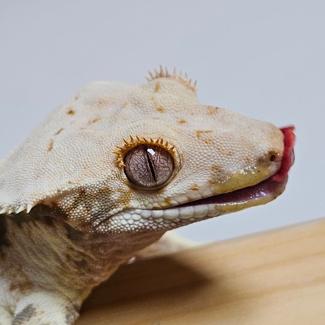 릴리화이트 화이트핀 화이트