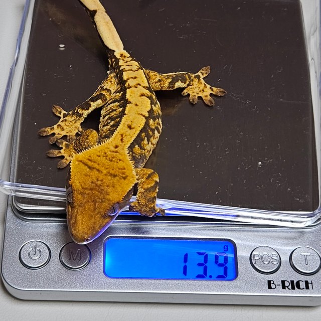 노멀 트라이 할리퀸 텐저린