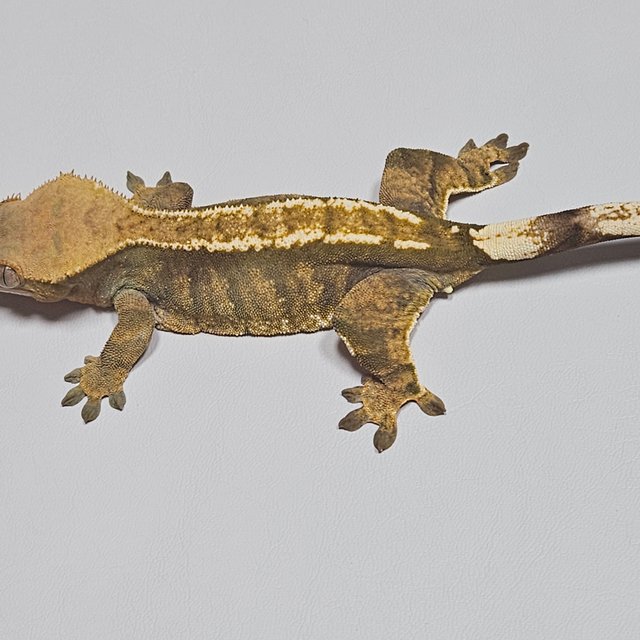 노멀 트라이 다크