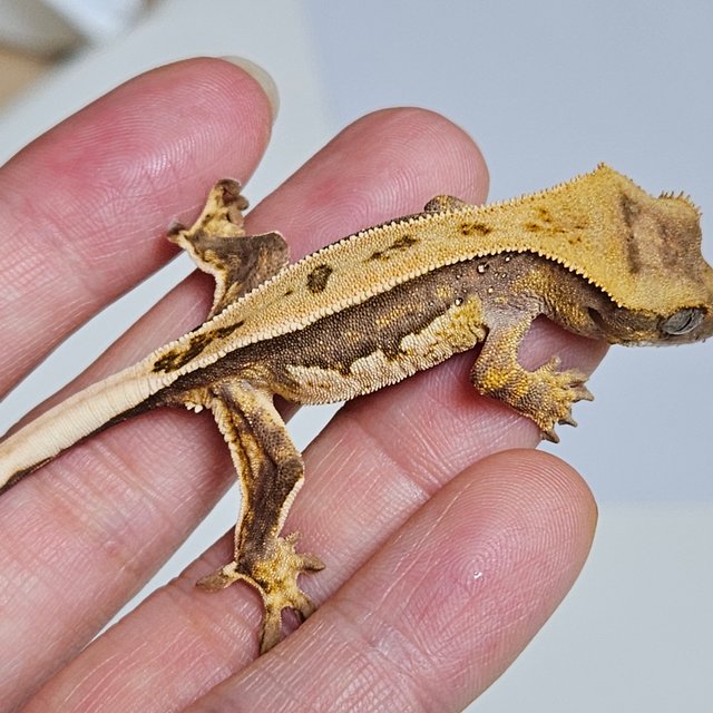 노멀 쿼드 풀핀