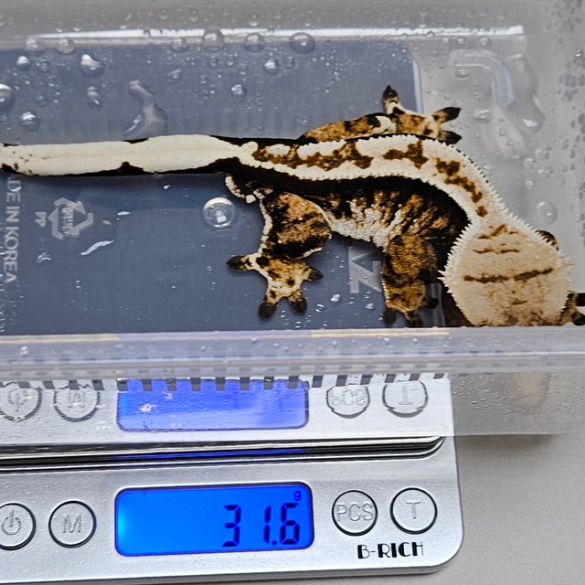 노멀 트라이 플레임 화이트핀 다크 텐저린