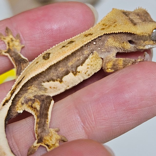 노멀 쿼드 풀핀