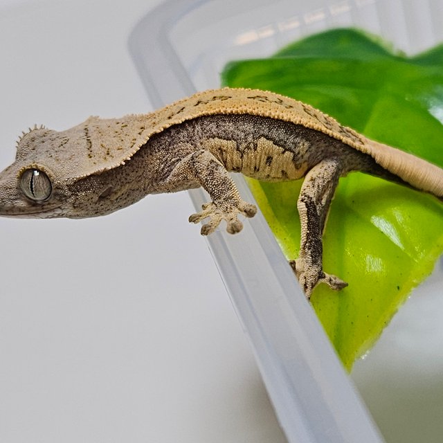 노멀 쿼드 화이트핀 풀핀