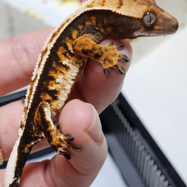 노멀 익스트림할리퀸 트라이 화이트핀 텐저린