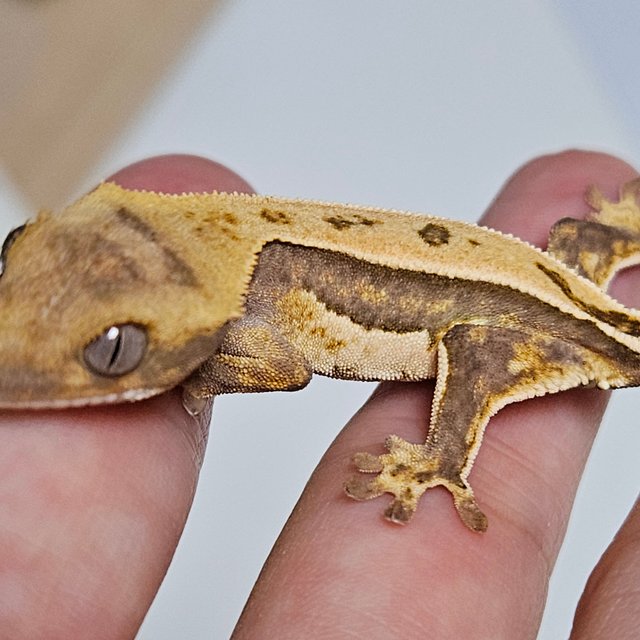 노멀 쿼드 풀핀