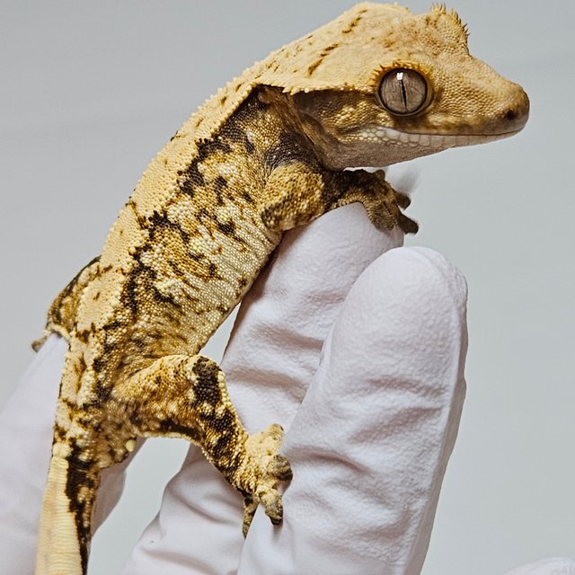 트라이 드리피 화이트스팟 옐로우 텐저린