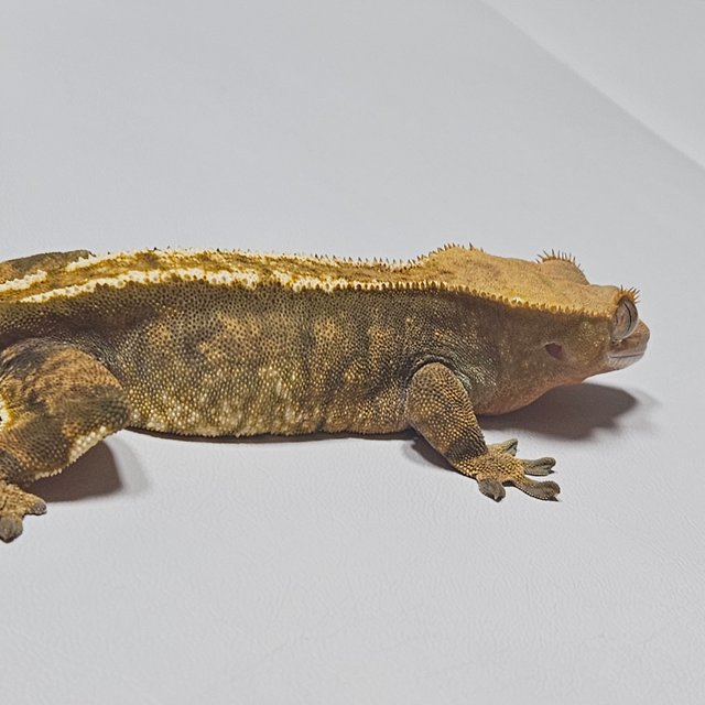 노멀 트라이 다크