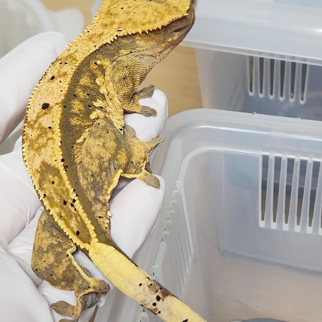 트라이 달마시안