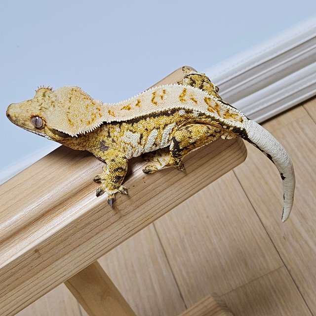 노멀 트라이 풀핀 옐로우 텐저린 화이트