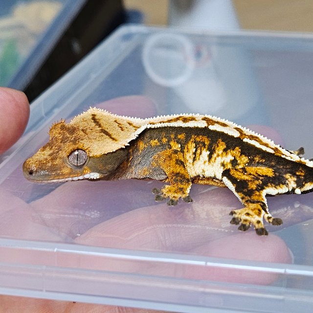 노멀 익스트림할리퀸 트라이 화이트핀 텐저린