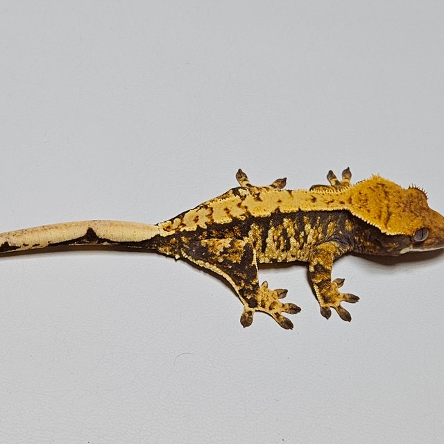 노멀 트라이 할리퀸 텐저린