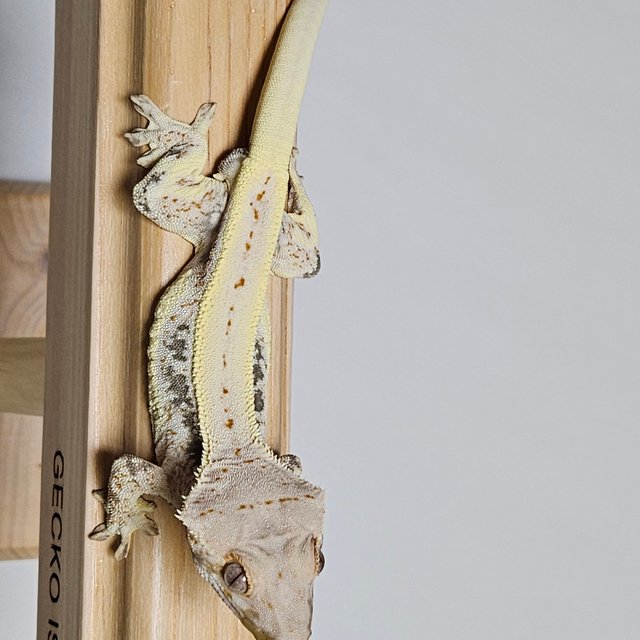 릴리화이트 화이트핀