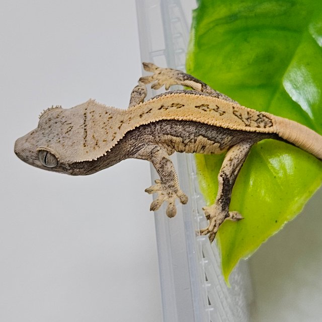 노멀 쿼드 화이트핀 풀핀